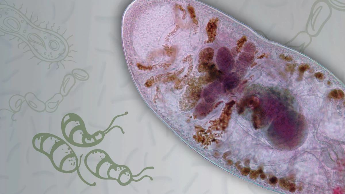 Materia oscura biológica: los parásitos